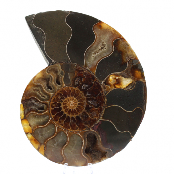 Ammonite de Madagascar