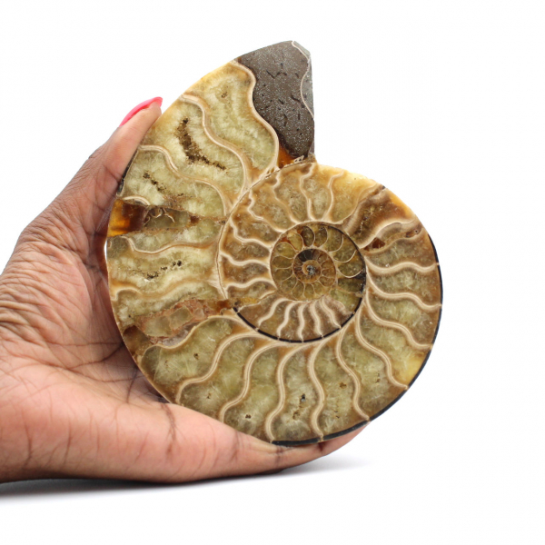 Polished Fossilized Ammonite