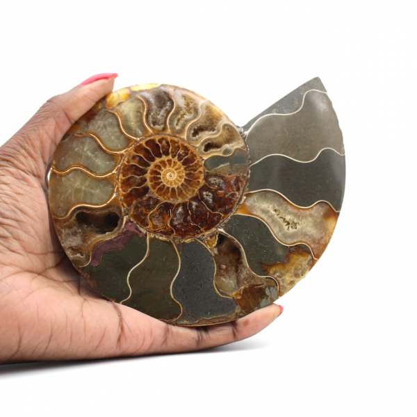 Ammonite de Madagascar