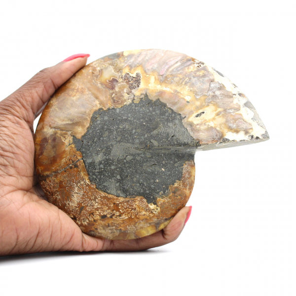 Ammonite de Madagascar