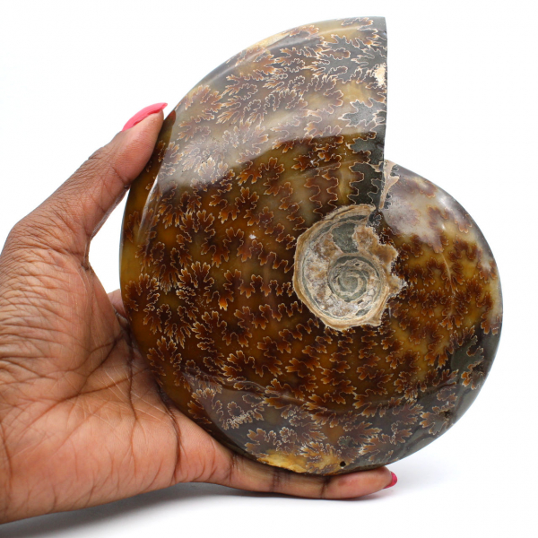 Whole Ammonite