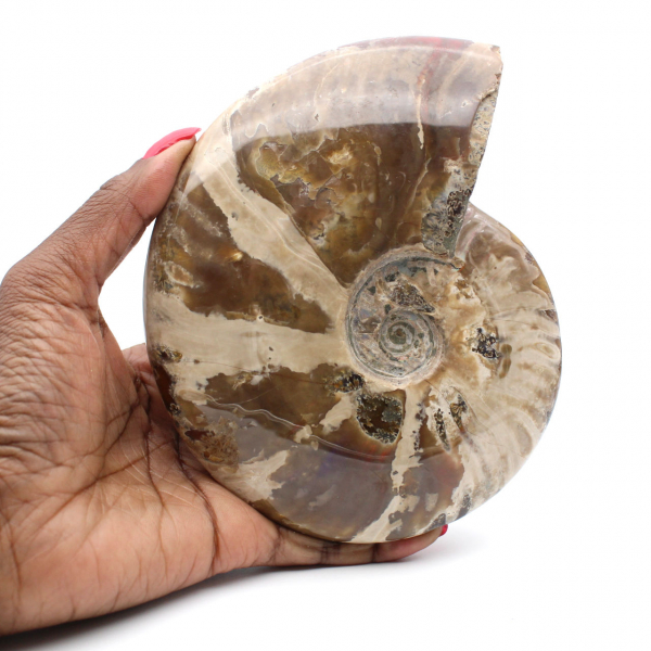 Ammonite entière de Madagascar