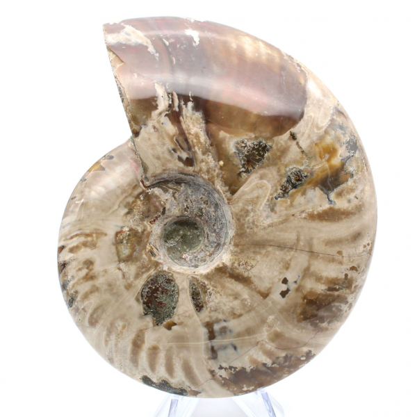 Whole ammonite from Madagascar