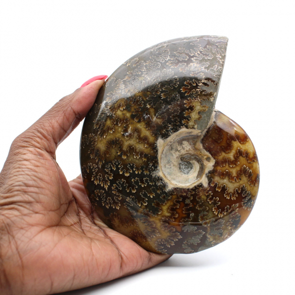 Whole polished ammonite