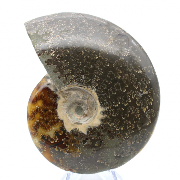 Whole polished ammonite