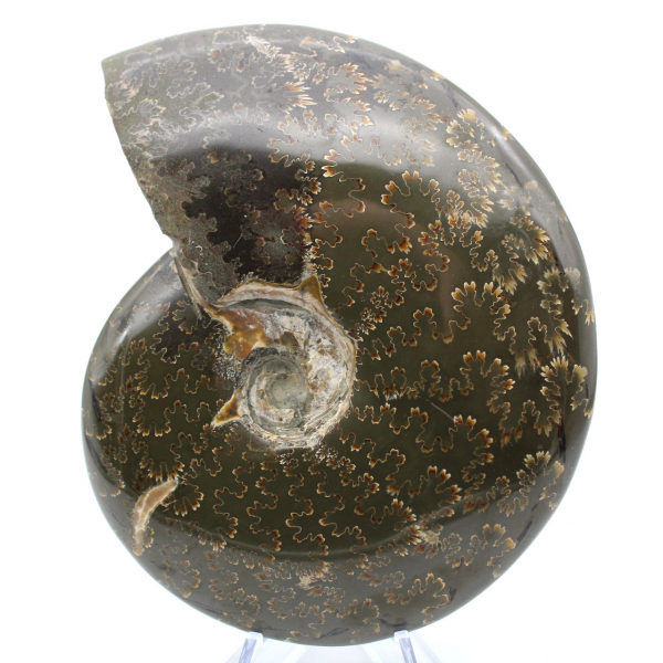 Whole fossilized polished ammonite