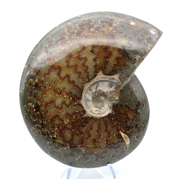 Ammonite entière fossilisée polie