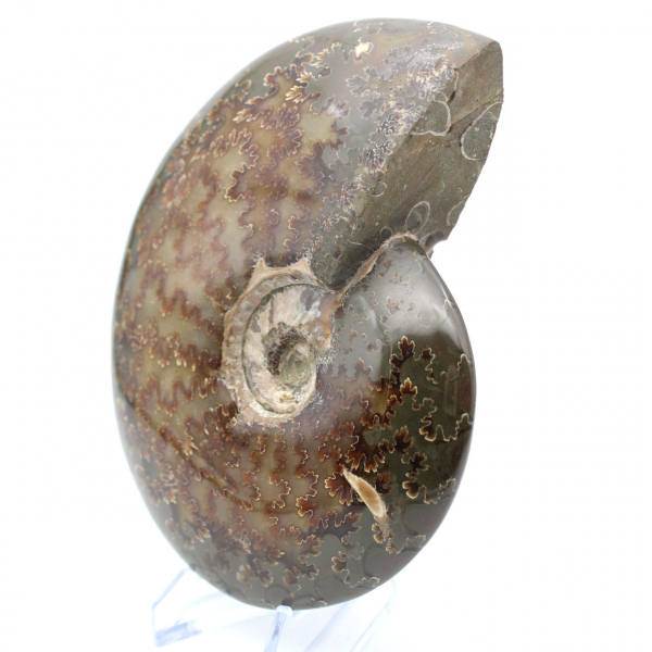 Whole fossilized polished ammonite