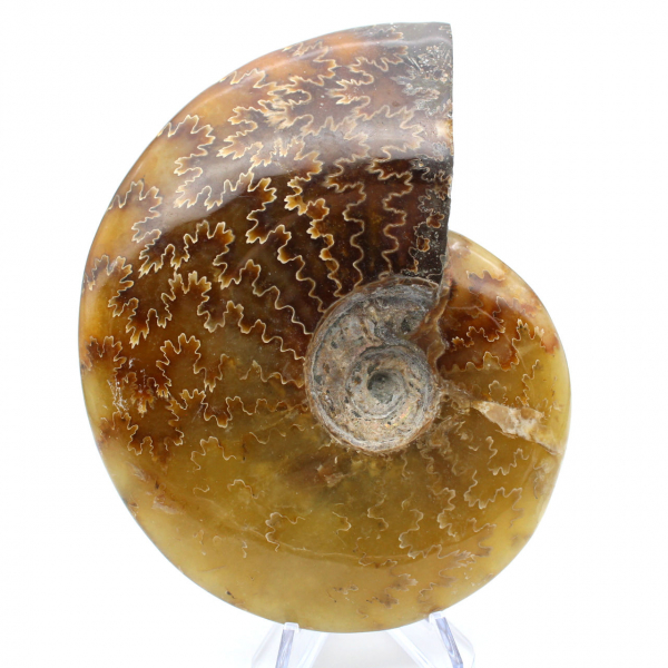 Ammonite entière