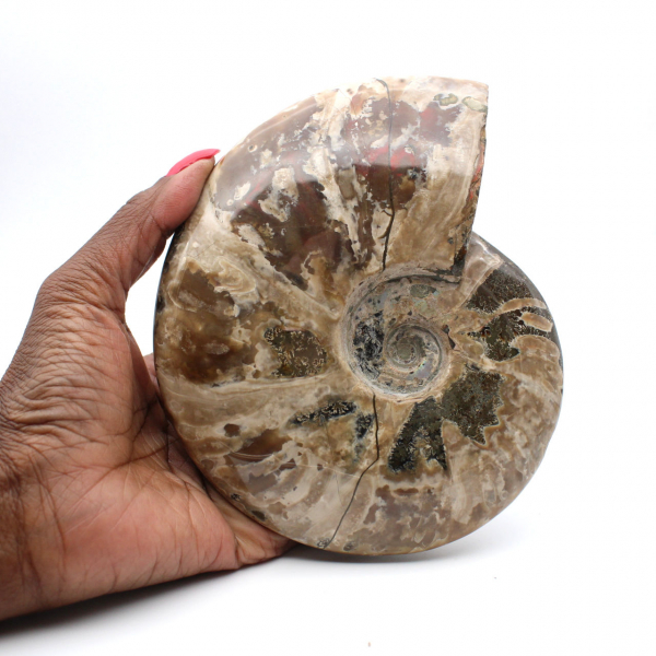 Whole fossilized ammonite