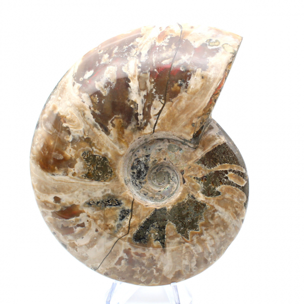 Ammonite entière fossilisée