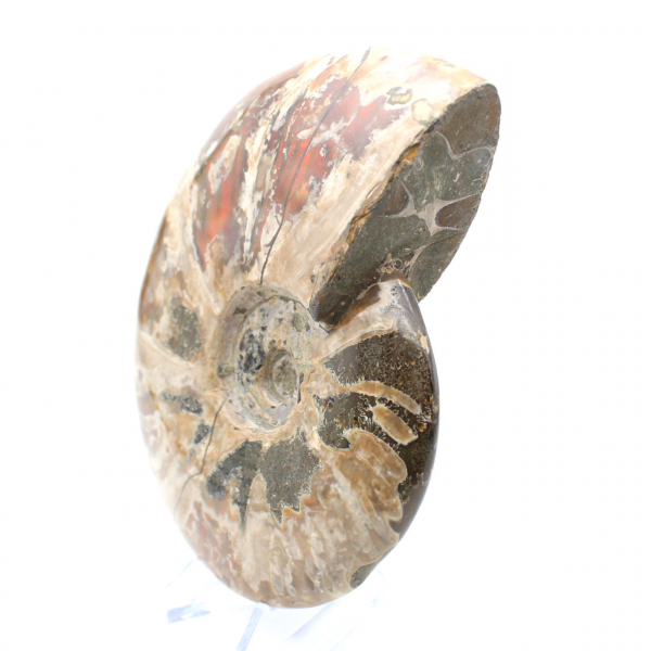 Whole fossilized ammonite