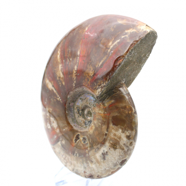 Whole natural fossil ammonite