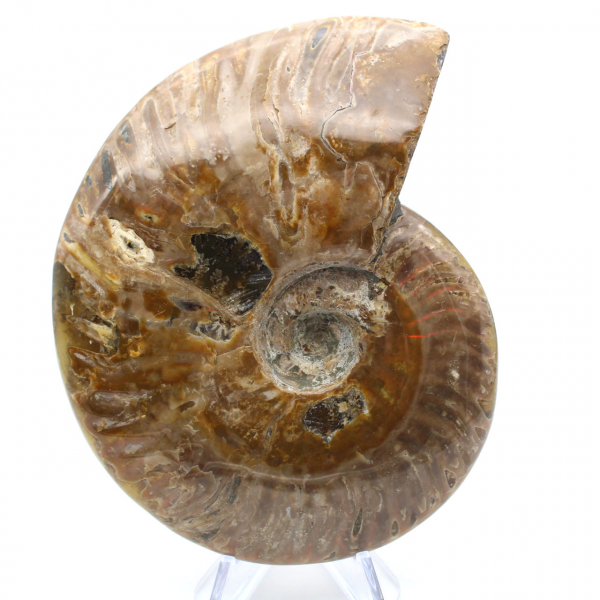 Fossile d'ammonite entière poli