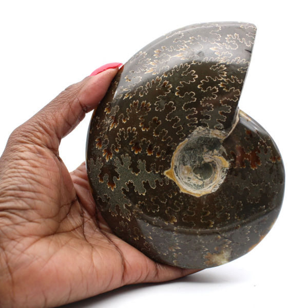 Whole polished ammonite