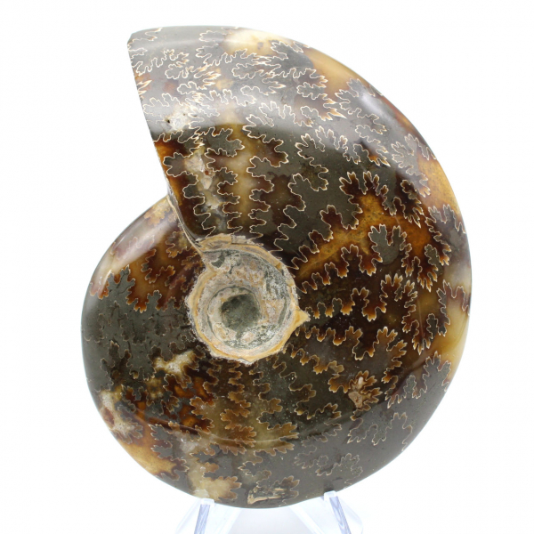 Whole polished ammonite