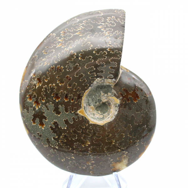 Ammonite polie entière