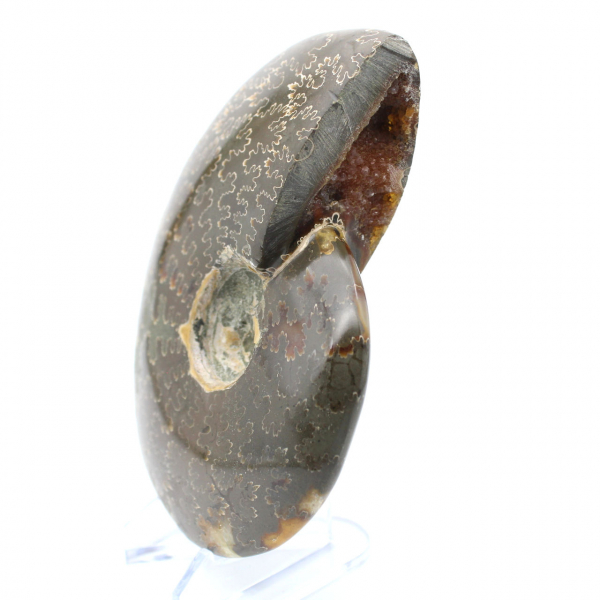 Ammonite polie entière