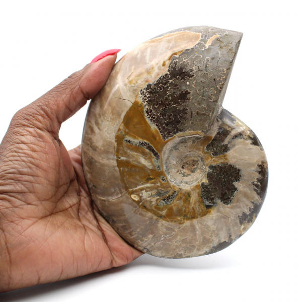 Ammonite fossile entière de Madagascar