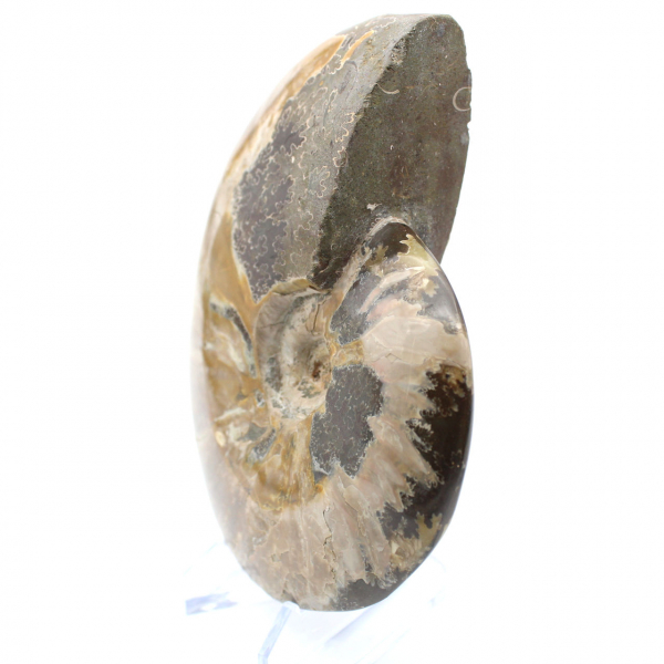 Whole fossil ammonite from Madagascar