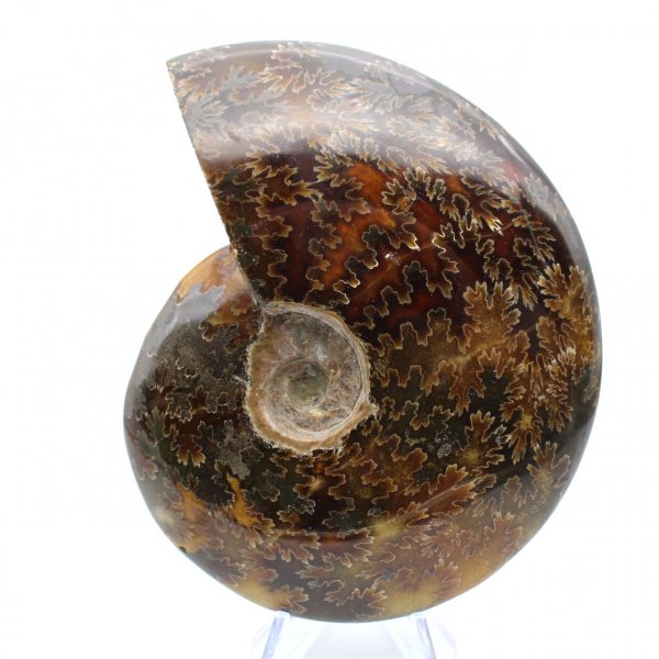 Fossile d'ammonite entière poli