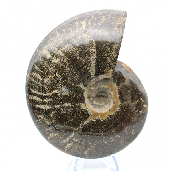 Fossile d'ammonite entière poli