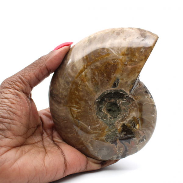 Ammonite entière fossile polie de Madagascar