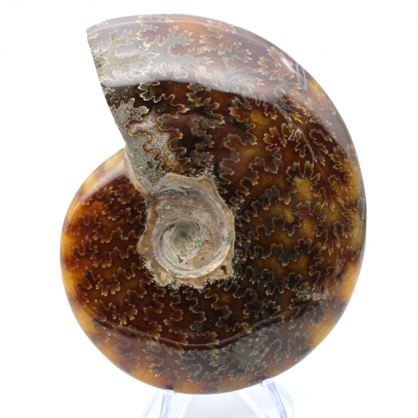 Polished fossilized ammonite