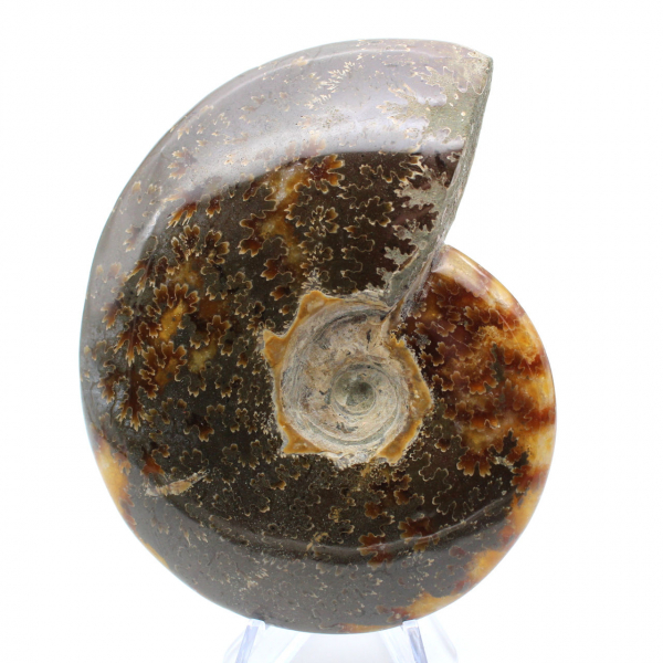 Polished fossilized ammonite