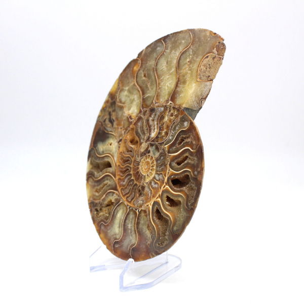 Ammonite fossil from Madagascar