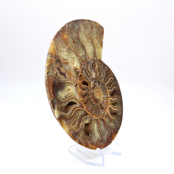 Ammonite fossil from Madagascar