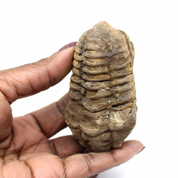 Trilobite brut du Maroc