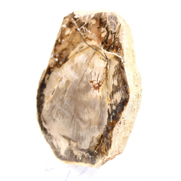 Natural polished petrified wood