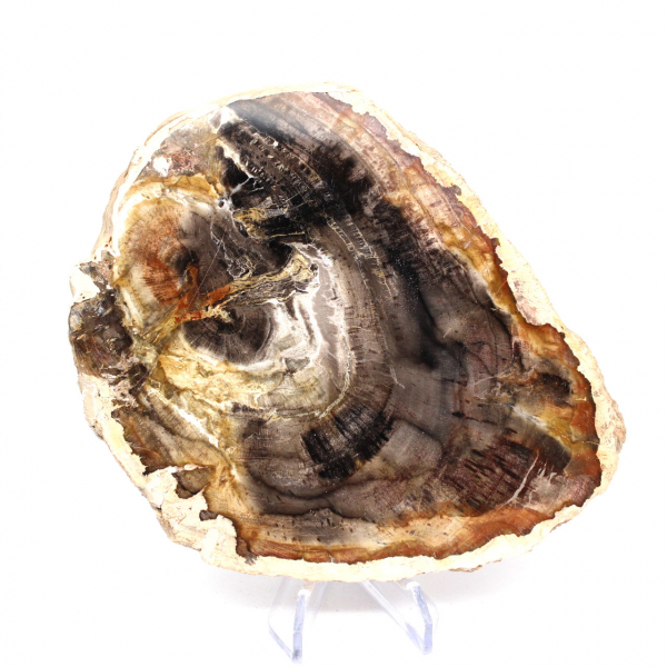 Bois pétrifié de Madagascar