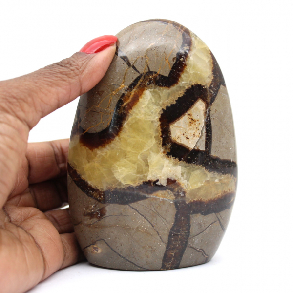 Septarien für die Madagaskar-Sammlung