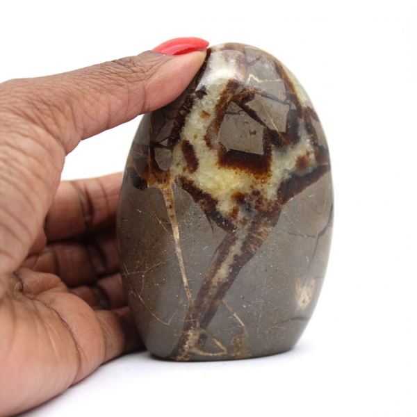 Septaria de collection de Madagascar