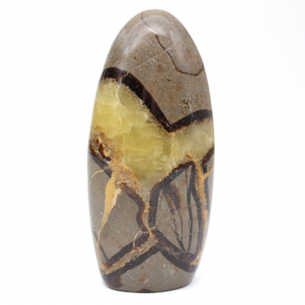 Natürliche Septaria-Sammlung