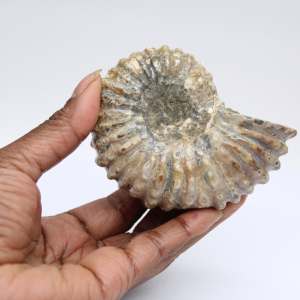 Ammonite Douvilleiceras inaequinodum