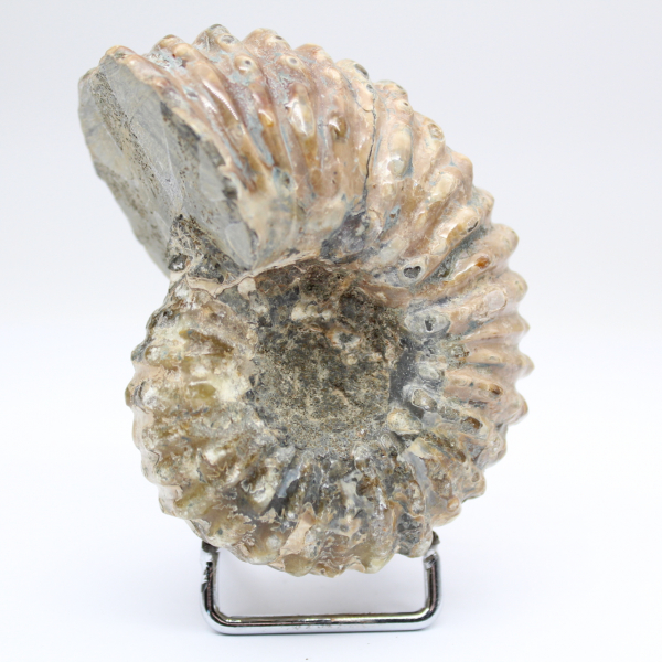 Ammonite Douvilleiceras inaequinodum