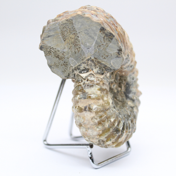 Ammonite Douvilleiceras inaequinodum