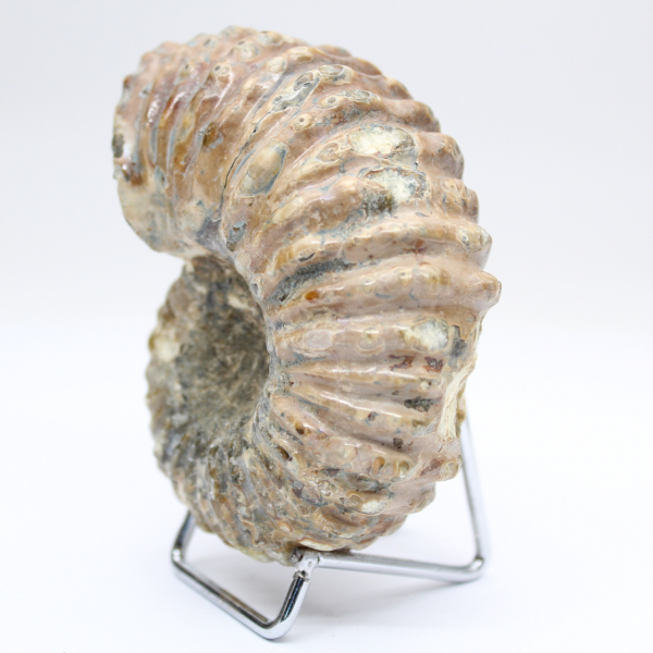 Ammonite Douvilleiceras inaequinodum