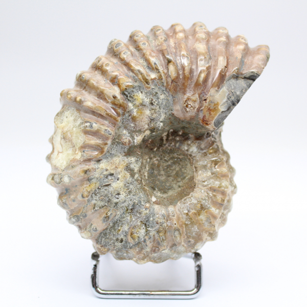 Ammonite Douvilleiceras inaequinodum