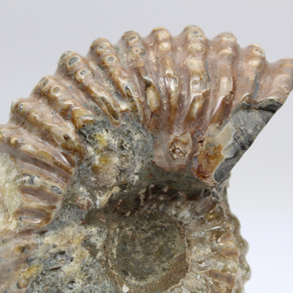 Ammonite Douvilleiceras inaequinodum