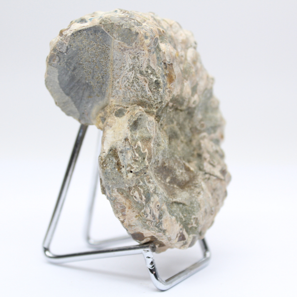 Ammonit Douvilleiceras inaequinodum