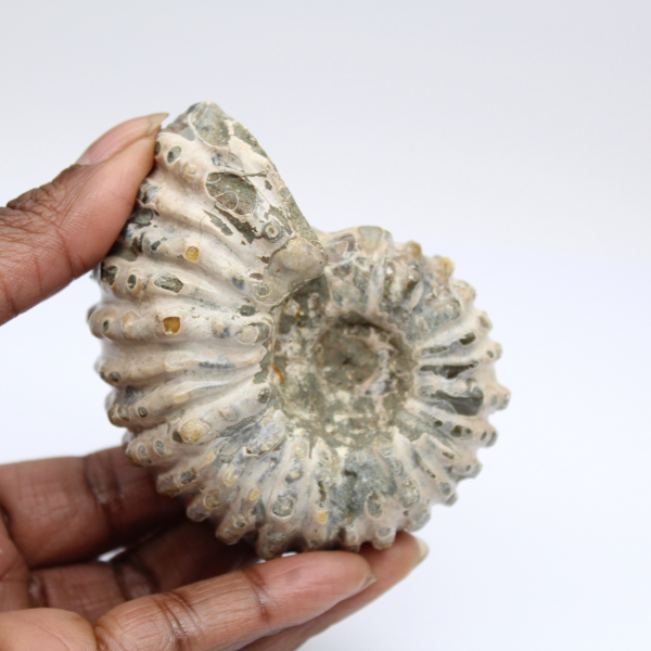 Ammonite Douvilleiceras inaequinodum