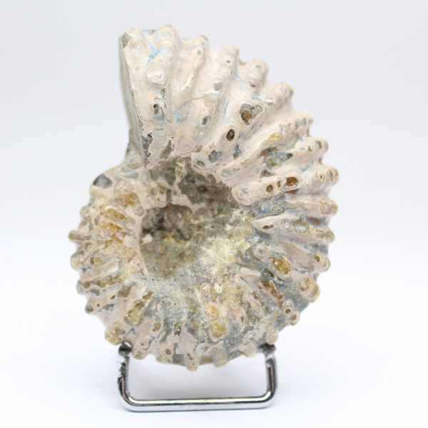 Ammonite Douvilleiceras inaequinodum