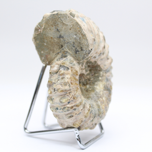 Ammonite Douvilleiceras inaequinodum