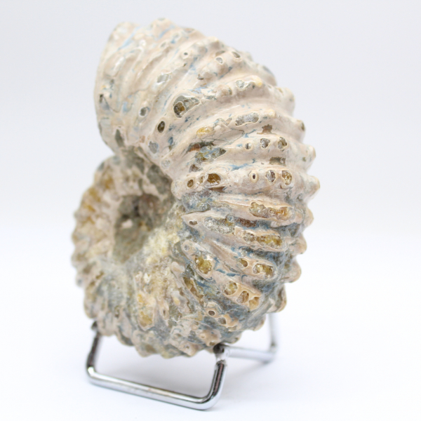 Ammonite Douvilleiceras inaequinodum