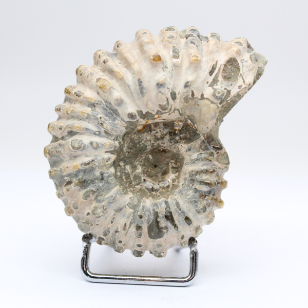 Ammonite Douvilleiceras inaequinodum