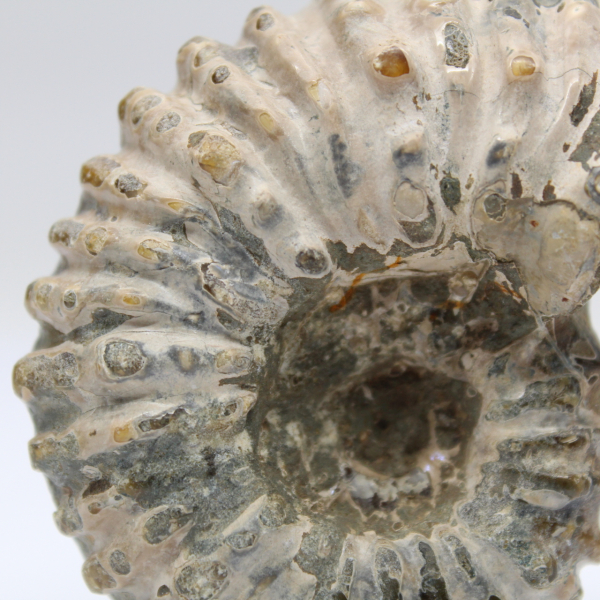Ammonite Douvilleiceras inaequinodum